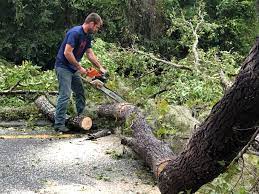 Trusted Lehi, UT Tree Services Experts