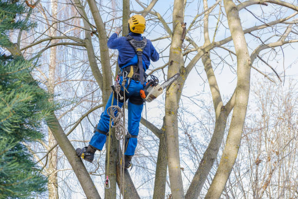 How Our Tree Care Process Works  in  Lehi, UT